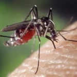 Mumbai & China Face Chikungunya Outbreak; City Records 200% Hike In Cases, WHO Expresses Concern