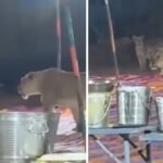 Uninvited Guests! Pride Of Lions Walk In Gujarat’s Junagadh Wedding Venue | VIDEO