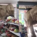 Wild Elephant Enters Local Thai Store In Search Of Food; Viral Video Leaves Internet In Splits – WATCH