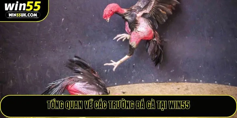 Các Trường Đá Gà Win55 – Nơi Quy Tụ Những Trận Đấu Đỉnh Cao