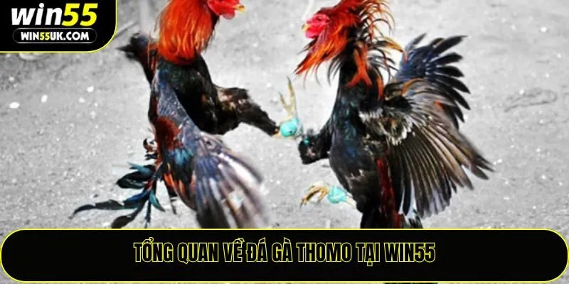 Đá Gà Thomo Win55 – Sân Chơi Đỉnh Cao Của Giới Đam Mê Chiến Kê