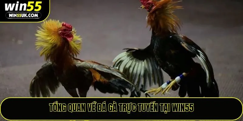Đá Gà Trực Tuyến Win55 – Sân Chơi Đẳng Cấp Cho Đam Mê Chiến Kê